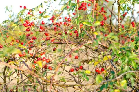 Briar bush Stock Photos