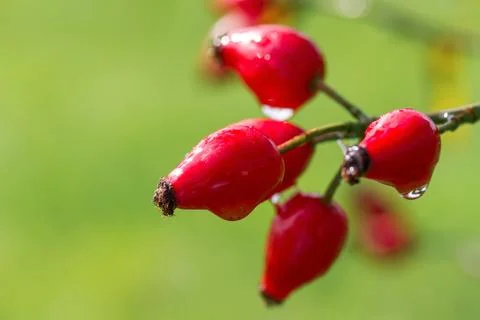 Briar with dew drops close up. Stock Photos