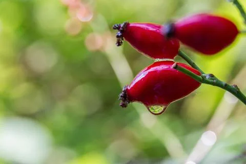 Briar with dew drops close up. Stock Photos