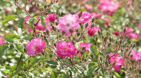 Briar flower Stock Footage 31744916