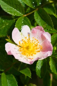 Briar flower Stock Photos