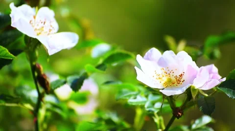Briar Flower in Strong Wind Stock Footage 50547688
