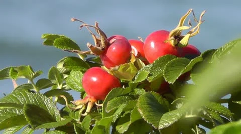 Briar Stock-Footage 12019289