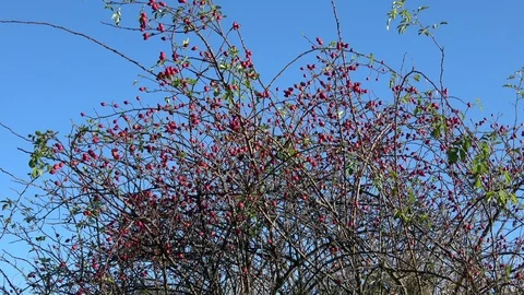Briar fruit, wild rose hip shrub in nature Stock Footage 118087993