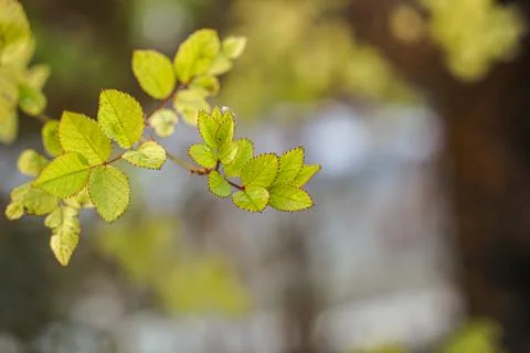 Briar leaves close-up Stock Photos