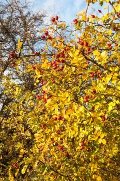 Briar rose Stock Photos