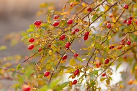 Briar tree at sunset Foto stock