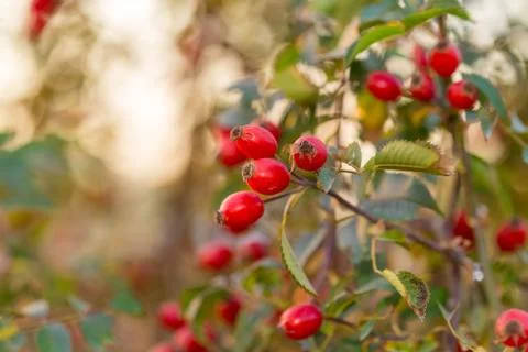 Briar tree at sunset Stock Photos