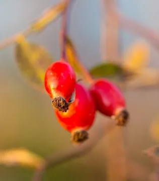 Briar tree at sunset Stock Photos