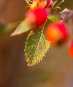 Briar tree at sunset Stock Photos