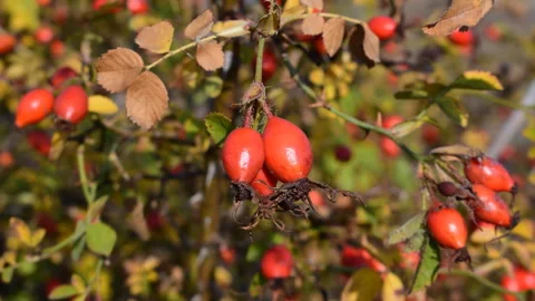 Briar (wild rose) Stock Footage 118299183