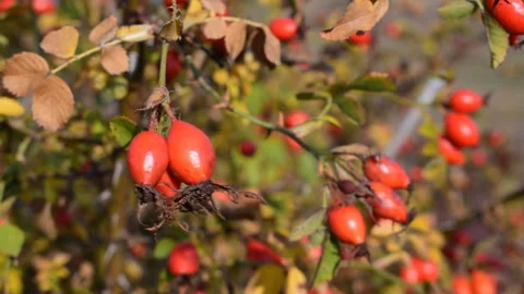 Briar (wild rose) Stock Footage 118299395