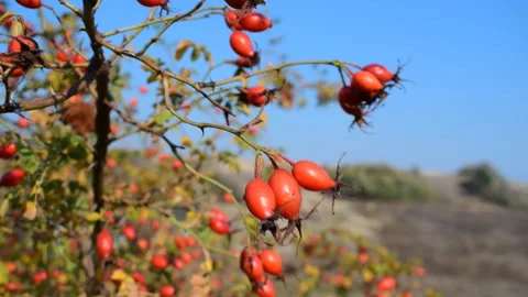 Briar (wild rose) Stock Footage 118299912