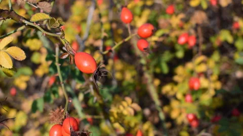 Briar (wild rose) Stock Footage 118300096