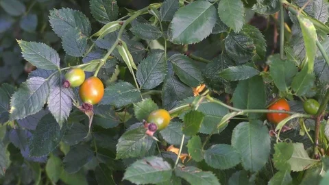 Briar, wild rose hip shrub in nature Stock Footage 79983922