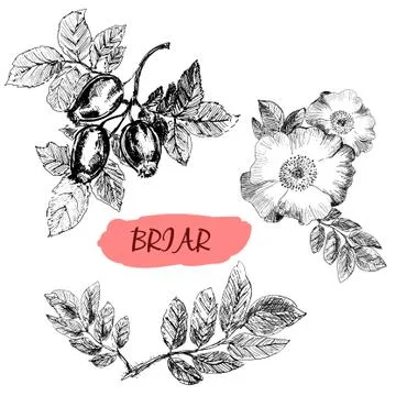 Briar. Wild rose Illustrazione stock