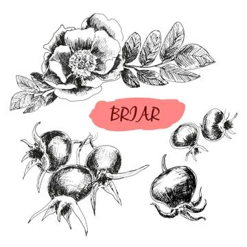 Briar. Wild rose Stock Illustration
