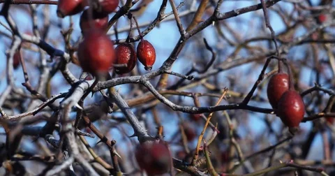 Briarberries on bush branches Stock Footage 84212957