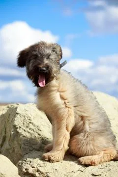 Briard dog Foto stock