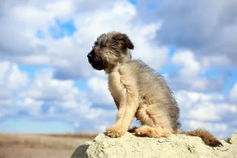 Briard dog Foto stock