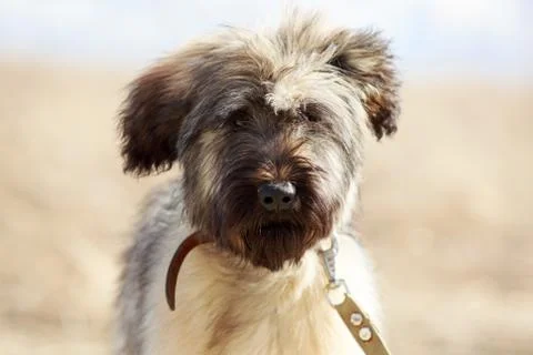 Briard dog Foto stock