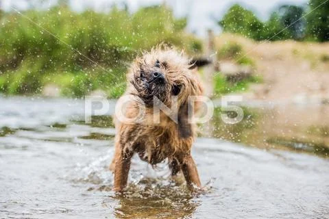 A Briard Dog, Wading In Water