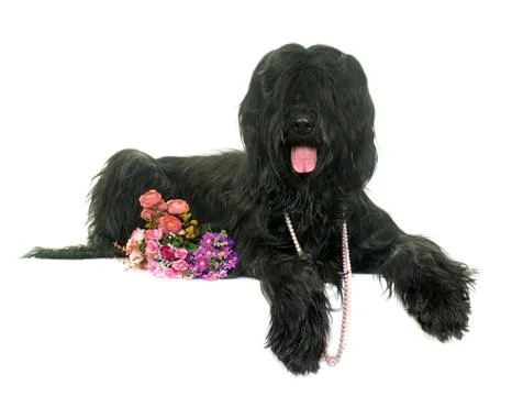Briard in studio Stock-Fotos