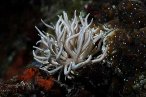 Briarea phyllodesmium Stock Photos