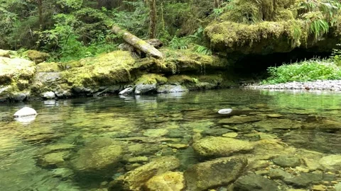 Brice Creek Stock Footage 160316258