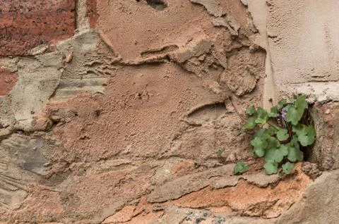 Brick and render wall background with Oxford Ivy plant. Stock-Fotos
