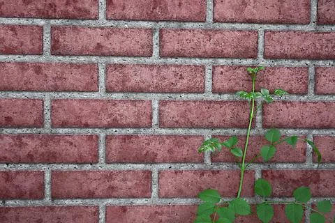 Brick and Vine Stock Photos