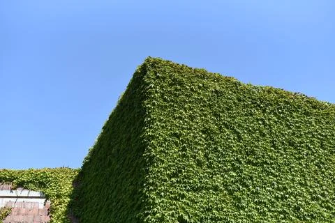 Brick building corner densely covered in green ivy against a clear blue sky Stock Photos