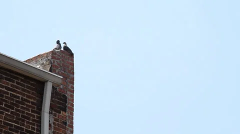 Brick building with pigeons Stock Footage 33755037