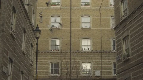 A brick building  yard with many pigeons flying around Stock Footage 146455239