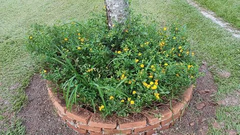 Brick circle shaped flower bed under tree Foto stock
