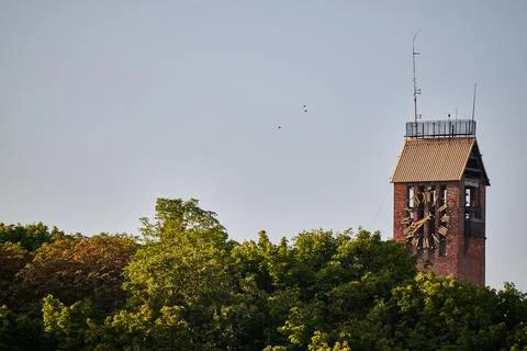 Brick clock tower with large dial rising above green tree canopy in Gdansk, P Stock Photos