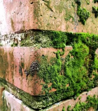 A brick corner with moss Stock Photos