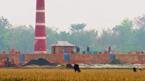 Brick Factory With Chimney Stack Beside Rural Field With Cows Grazing In Video stock 246510997
