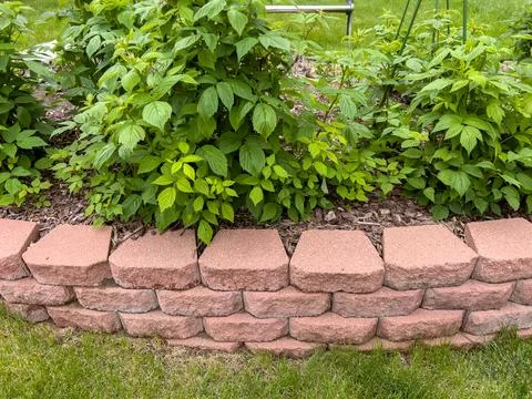 Brick garden border with raspberry plants Stock Photos