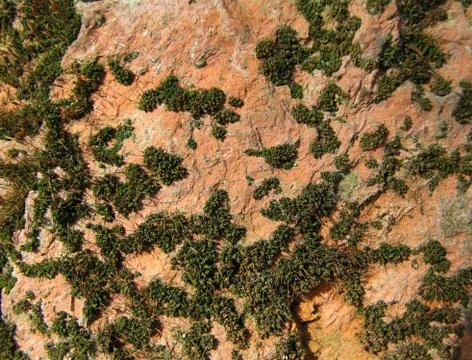 Brick with moss Stock Photos