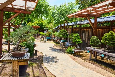 Brick path between sheltered bonsai trees on tables in Japanese garden at Lake Stock Photos