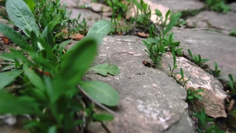 Brick path in the grass 스톡 동영상 154428092