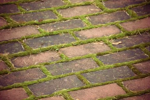 Brick paths and moss close-up. Old brick pavement covered with moss Stock Photos