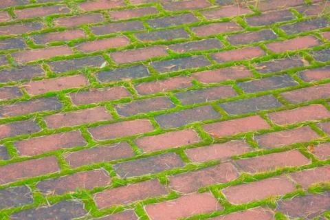Brick paths and moss close-up. Old brick pavement covered with moss Stock Photos