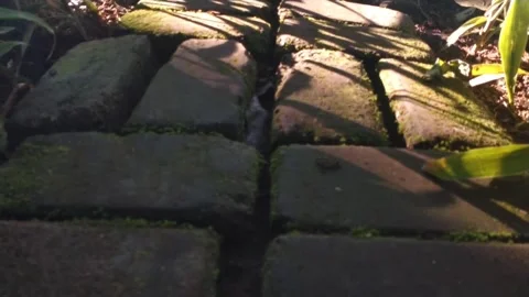 Brick pathway with green moss Stock Footage 277783086