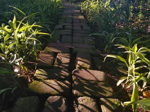 Brick pathway with green moss Stock Photos