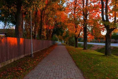 Brick Pathway Lined with Autumn Trees in Riga, Latvia Stock Photos