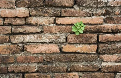 Brick pattern. Old brick wall with cracks and scratches Stock Photos