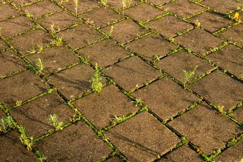 Brick pavement with grass between tiles Stock Photos