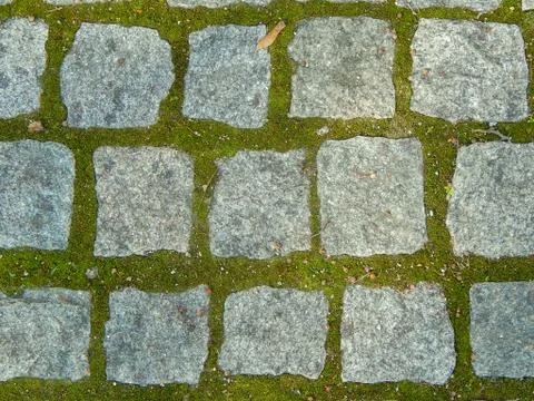 Brick pavement with moss in the mortar Stock Photos